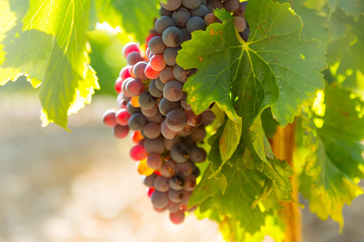 grapes-vineyards-plant-sunny-day (1)