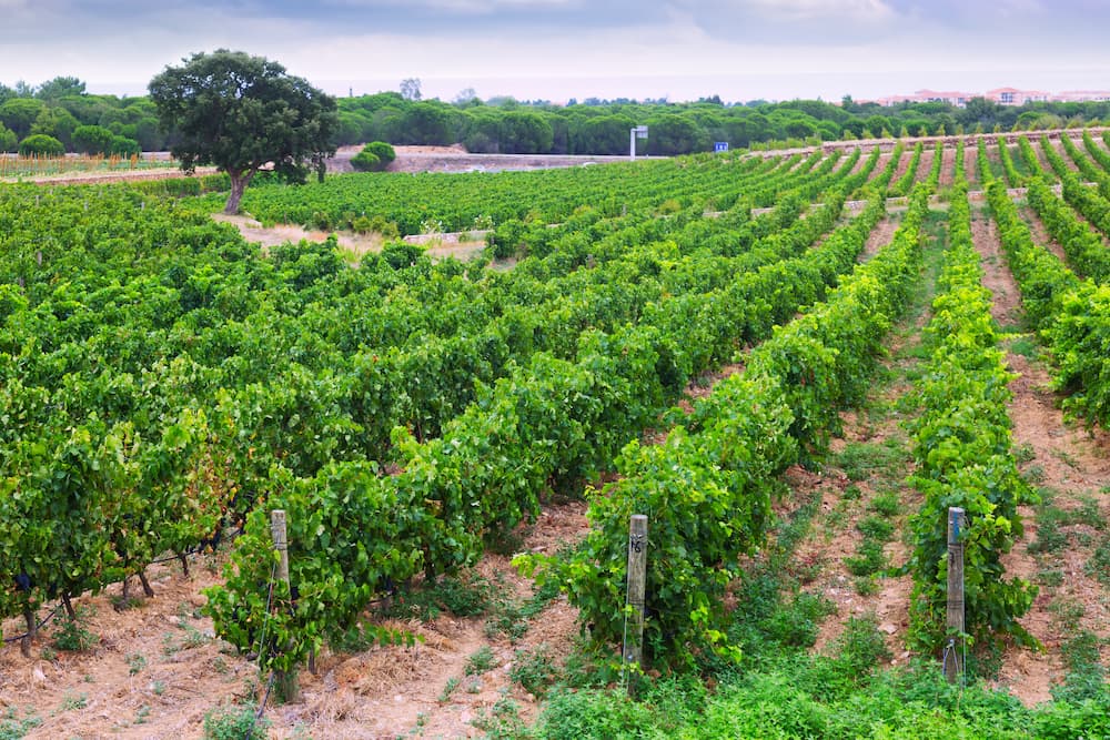 rural-landscape-with-vineyards-field (1)